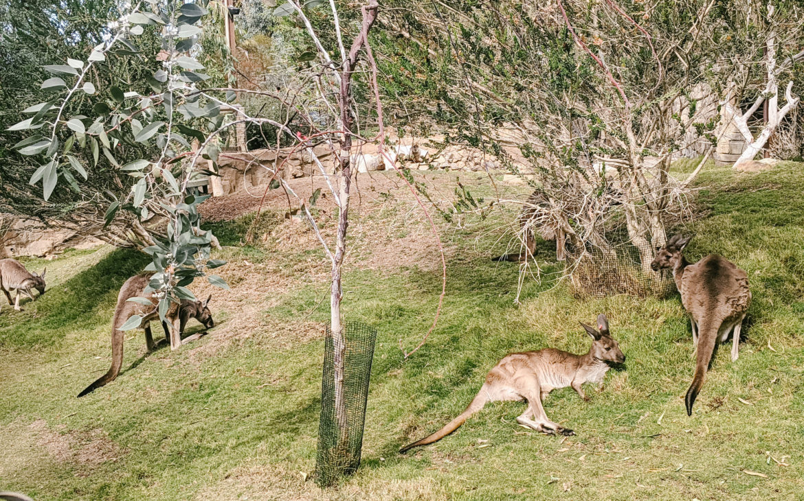 Safari Park Kangaroo Walkabout