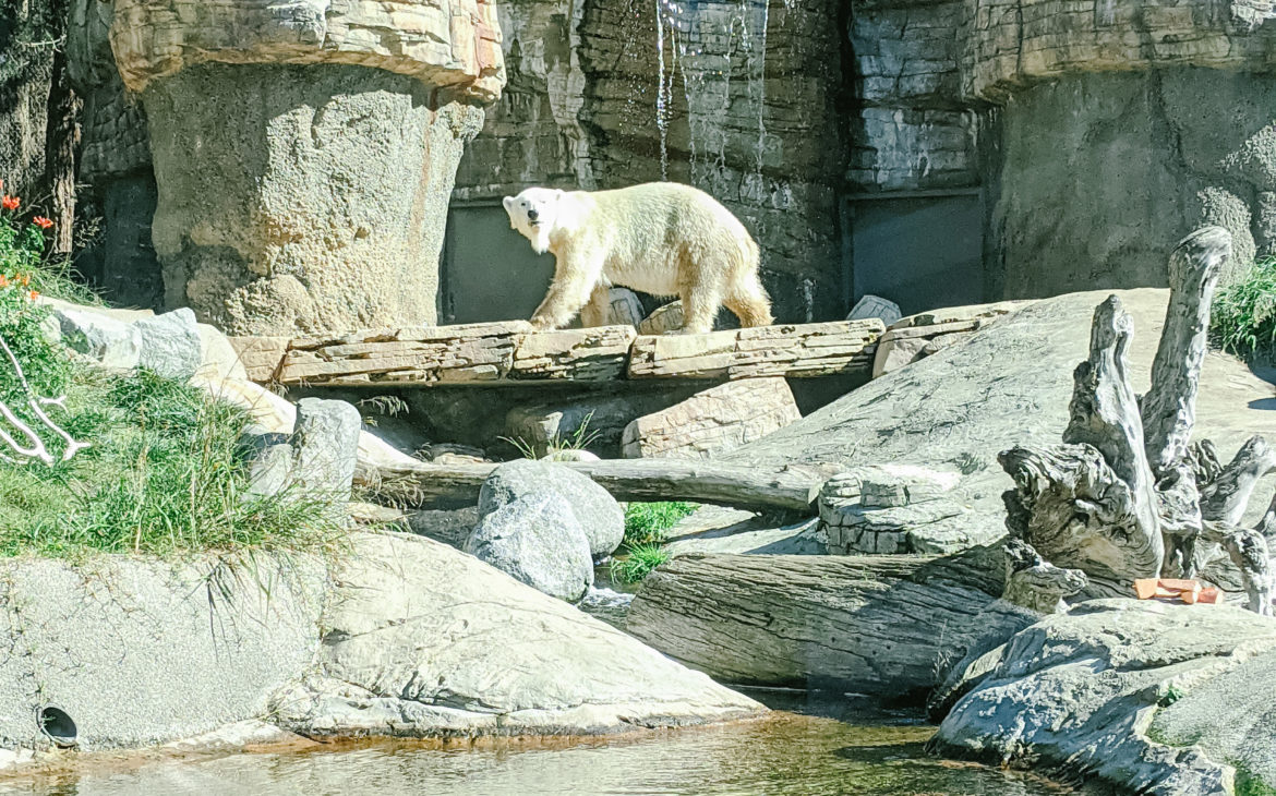 San Diego Zoo Polar Bear