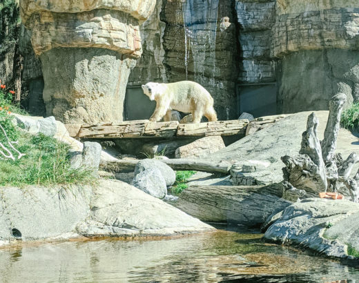 San Diego Zoo Polar Bear