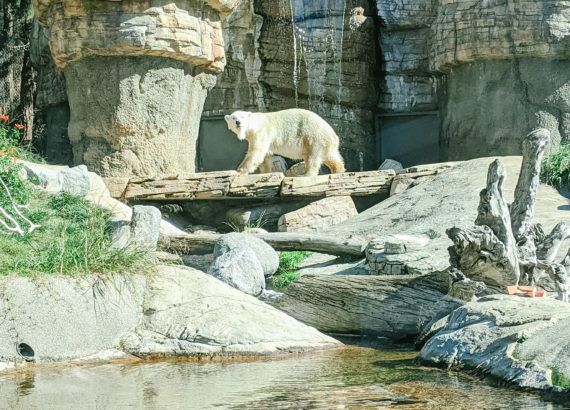 San Diego Zoo Polar Bear