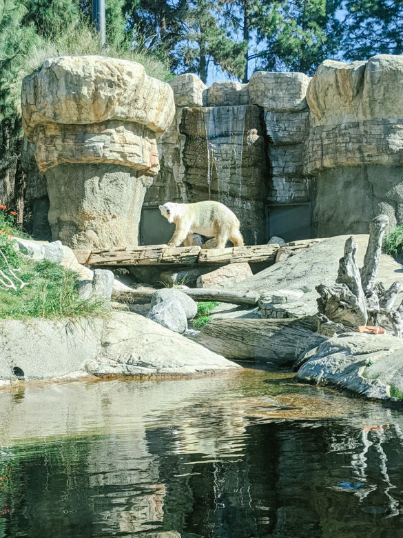 San Diego Zoo Polar Bear