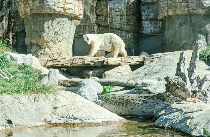 Polar Bear  San Diego Zoo Animals & Plants