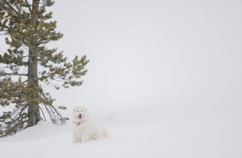 Snowy Birthday